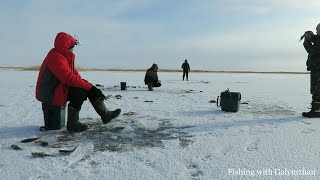 Попали на жор окуня. Озеро Зайсан. Первый лед.
