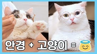 고양이가 안경쓰면 얼마나 귀엽게요~? ?