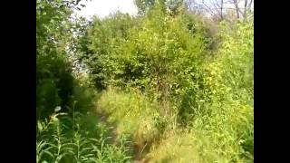 Неожиданная находка в лесу. Что это?
