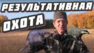два бобра и барсук!!! результативная охота! 3 постановки!!!