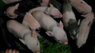 Укол железом новорождённым поросятам.Prick iron newborn piglets.