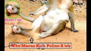 Because Lose Mum Baby Polino Run To Felix Hug/Why Felix To Kich Polino Aleg Nearly Die,Monkey Video