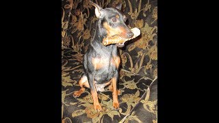 Осенняя прогулка с цвергпинчером Autumn walk with the miniature Pinscher