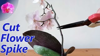 Cutting Phalaenopsis orchid spike