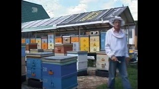 Челябинские пчеловоды собирают десятки килограммов меда, но не могут его продать 2