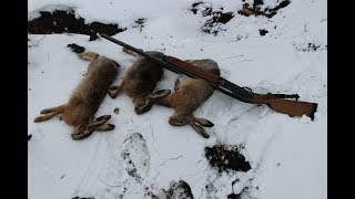 Охота на зайца - как перехитрить косого. Hunting for hares