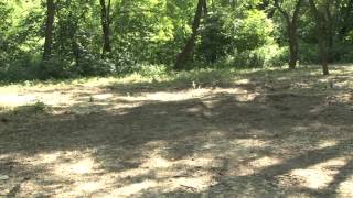 В парку «Жовтневий» масово вирубують дерева