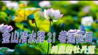 北海岸-金山區 清水路21巷蓮花田-牡丹蓮-荷花と観光-(4K video 影片)-Jinshan  LOTUS Taiwan #jeff0007