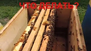 Пасека 2018/Весна/Слабые семьи/ЧТО ДЕЛАТЬ?