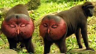 Дикая природа Дикий секс.Животные извращенцы National Geographic Wild