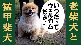 町じゅう敵だらけの猛甲斐犬と温厚社交的な老柴犬どっちも好きだ＝！【甲斐犬・柴犬】