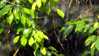Morning Relaxing Music - Peaceful Music, Calm Music for Stress Relief, Yoga, Study (Paris)