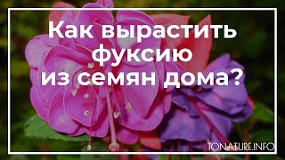 Как вырастить фуксию из семян дома? | toNature.Info