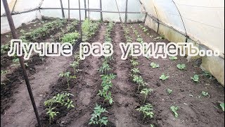 ТАКОЙ СПОСОБ ПОСАДКИ ПОМИДОР ГАРАНТИЯ ВАШЕГО УСПЕХА