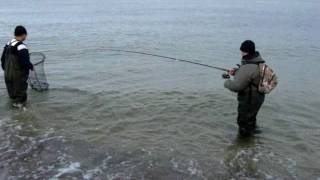 Pierwsza morska troć 20.11.2011