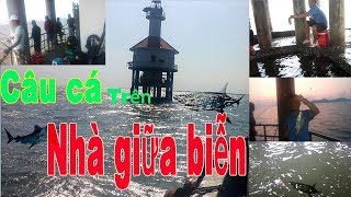 Câu cá biển Vũng Tàu | Câu cá trên nhà ở giữa biển , câu toàn những thứ quái lạ