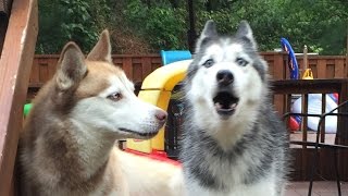 Mishka is Angry that Cats are Taking Over the Internet!