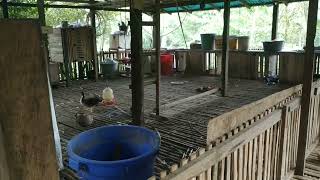 ANTARA ANGSA DAN MANUSIA, KANDANG DI BELAKANG DAPUR. #shorts