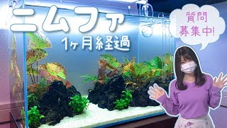ニムファいっぱい水槽１ヶ月目＆5000人ありがとう【アクアリウム】