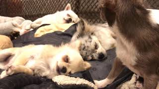 Watch what happens when you try to steal a chew stick from a sleeping chihuahua..