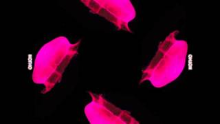 HOLOGRAM - HOLHO Collection: amazing 3D animals for 4 faces Pyramid!
