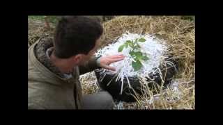 Growing Potatoes without soil, in Tires!