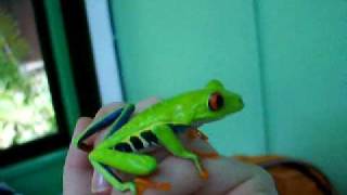 Red Eyed Tree Frog - SO CUTE!