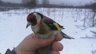 Ловля певчих птиц в глухозимье. Щеглы. 08.01.2020