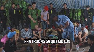 Phá trường gà quy mô lớn ở Vĩnh Long