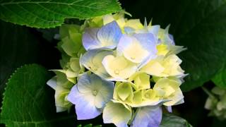 George Benson's Masquerade by Arustamov Vilen