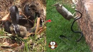 Kesal Anaknya Dimangsa, induk Kelinci ini Mengamuk dan Serang Seekor Ular Hitam.!!