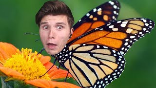 Der SCHMETTERLINGS Simulator