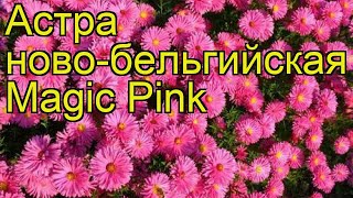 Астра новобельгийская Маджик пинк. Краткий обзор, описание aster novi-belgii Magic Pink