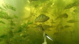 Подводная Охота на Краснооскольском Водохранилище.