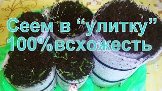 Посев семян в "улитку" 100% успех. Часть№2 Томаты, шпинат, салат, базилик, руккола