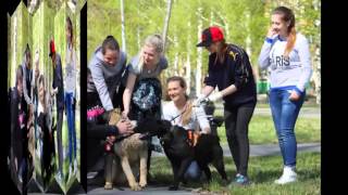 как правильно гулять с собакой социализация
