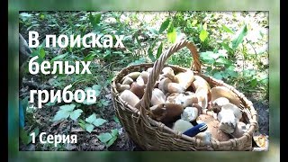 В поисках белых грибов. Я в шоке, сколько их много!))