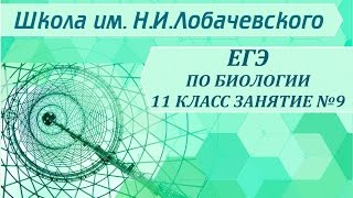 ЕГЭ по биологии 11 класс Занятие №9 Царство животные. Подцарство многоклеточные. Класс земноводные