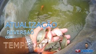 ATUALIZAÇÃO DAS TILÁPIAS REVERTIDAS COM TEMPERATURA