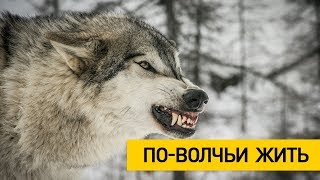 Бросается и рвёт ! Жуткие подробности нападения волка в Столбцовском районе