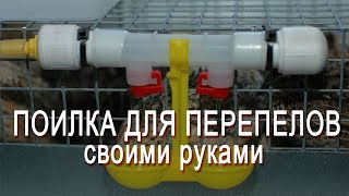 Поилка для перепелов своими руками