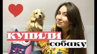 КАК МЫ КУПИЛИ СОБАКУ В КОРЕЕ