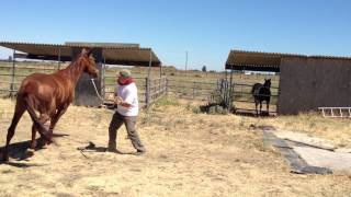 Lunging a Pushy & Dangerous Horse- Stopping Pushy Crowding - Rick Gore Horsemanship
