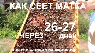 Как сеет матка КАРНИКА после изоляции/ изолятор Миленина 20  дней