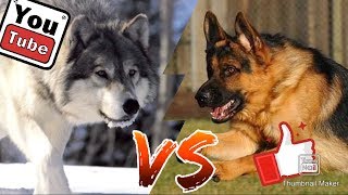 #Серый волк против Немецкой овчарки// Animals Battle//
