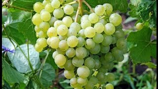 Сорт для начинающего виноградаря