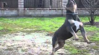 XXL TriColor Pitbull - Tri Color Extreme Bully Pit - Tri-Color bully - CAVEMAN