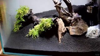 流木レイアウト立ち上げ　水草を植える　活着させた？ニューラージパールグラス