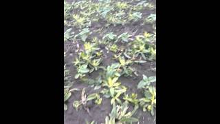 Express 75 WG   Magazin Agricol s.Pelinia