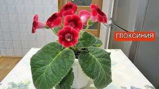 Глоксиния - Мои СЕКРЕТЫ Выращивания! | Релакс | Relax | Gloxinia